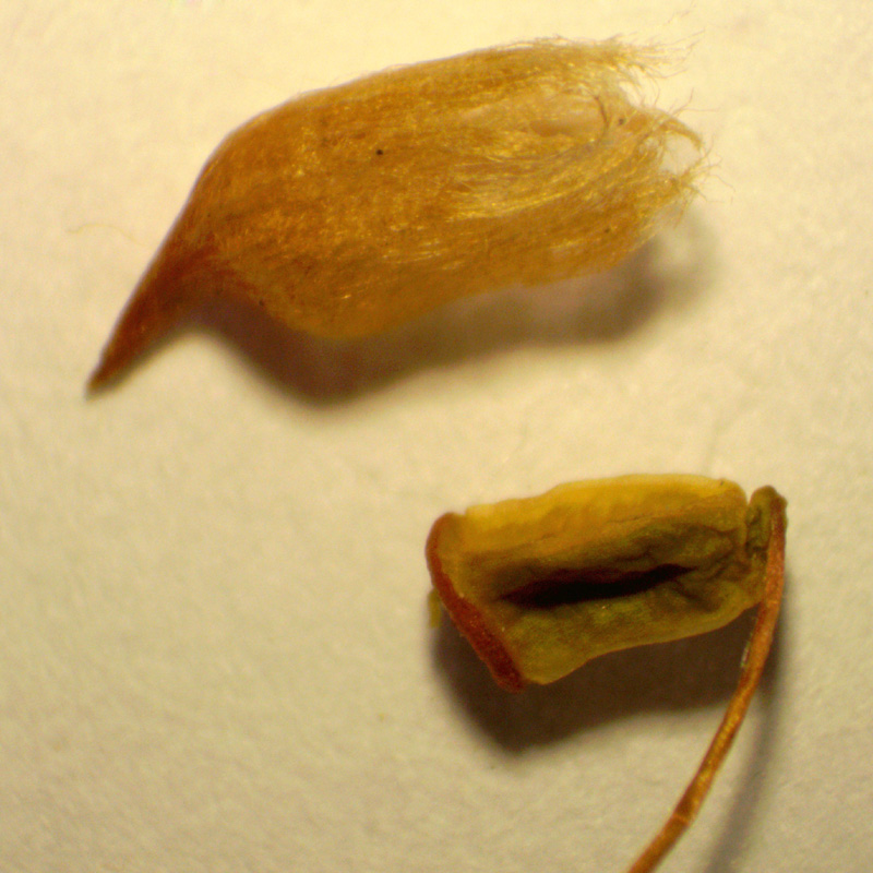 Polytrichum strictum